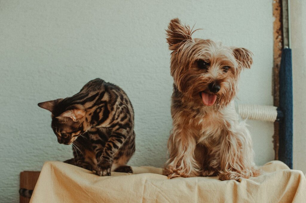 Huiles essentielles et animaux de compagnie : ce qu’il faut savoir
