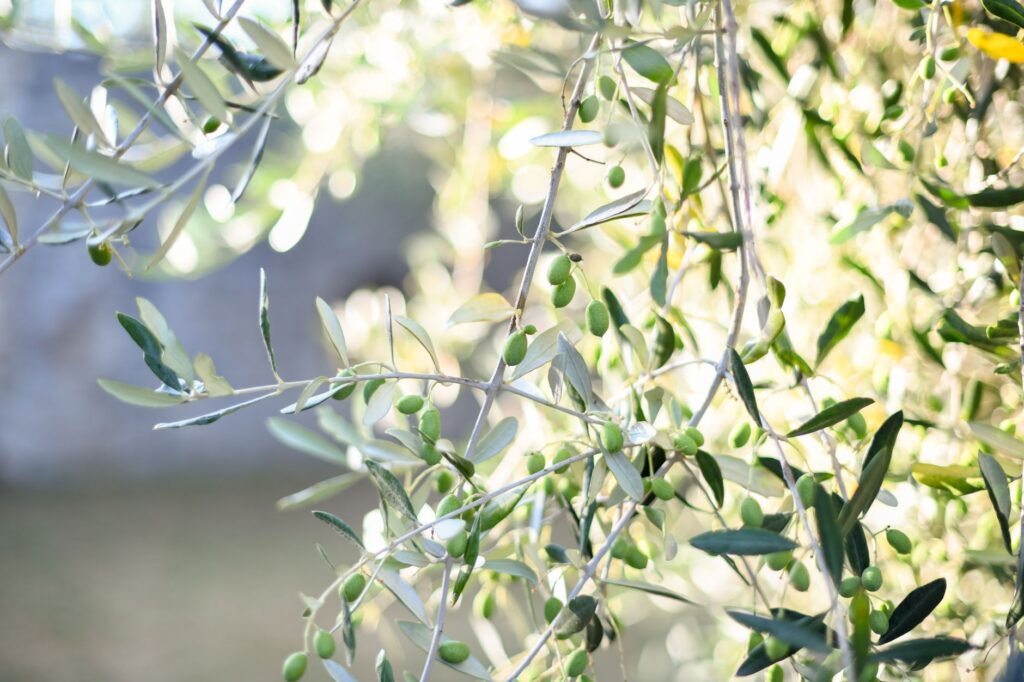 Polyphenols