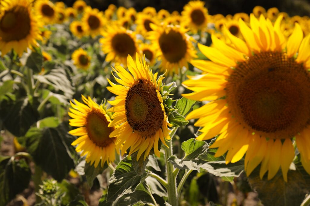Sonnenblumenöl: die Geschichte eines Industrieöls