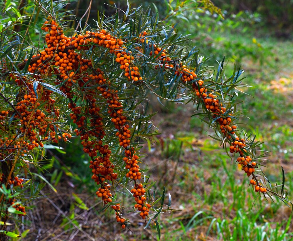 Sanddornöl: das leuchtend orange Vitaminöl